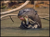 Click here to enter gallery and see photos of: Giant Otter