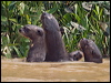 giant_otter_205522