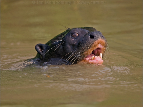 Giant Otter giant_otter_205186.psd
