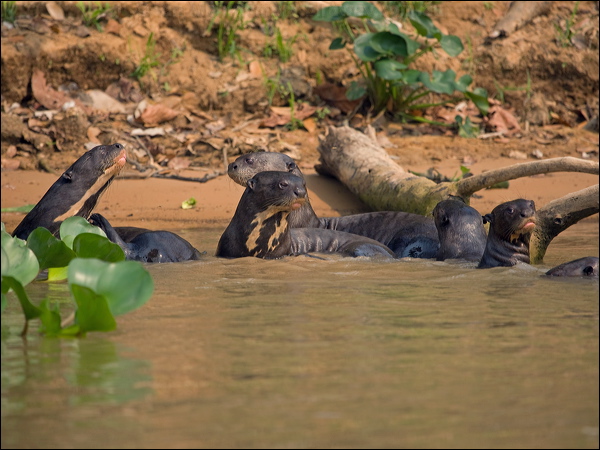 Giant Otter giant_otter_205206.psd