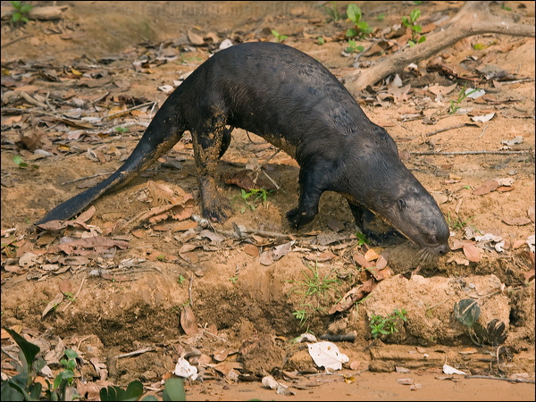 Giant Otter giant_otter_205234.psd
