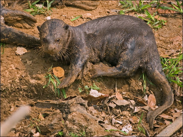 Giant Otter giant_otter_205243.psd
