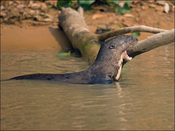 Giant Otter giant_otter_205253.psd