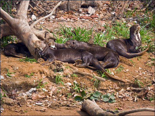 Giant Otter giant_otter_205273.psd