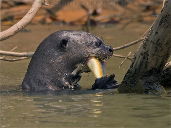 Giant Otter giant_otter_205484.psd