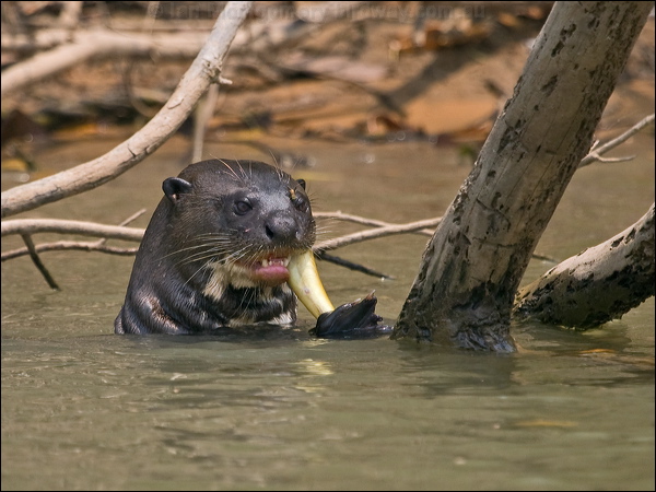 Giant Otter giant_otter_205485.psd