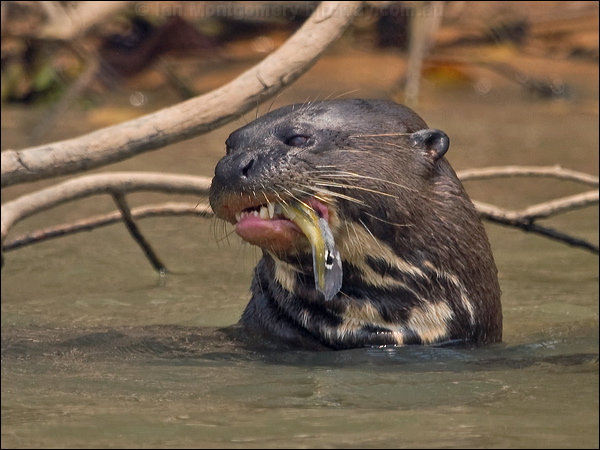 Giant Otter giant_otter_205489.psd