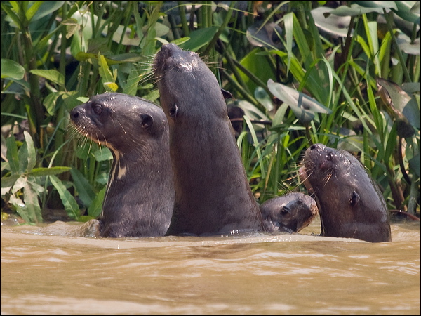 Giant Otter giant_otter_205522.psd