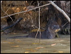 neotropical_otter_205438