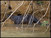 neotropical_otter_205452