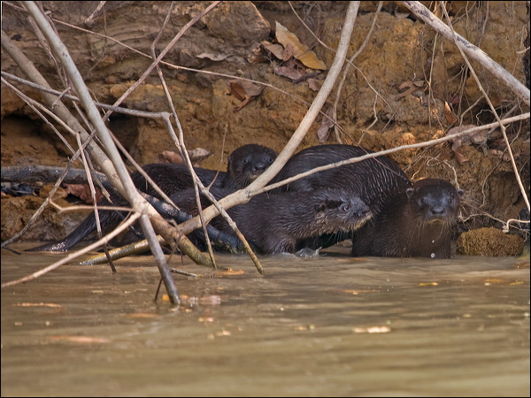 Neotropical Otter neotropical_otter_205424.psd