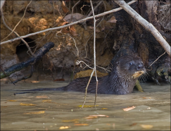Neotropical Otter neotropical_otter_205438.psd