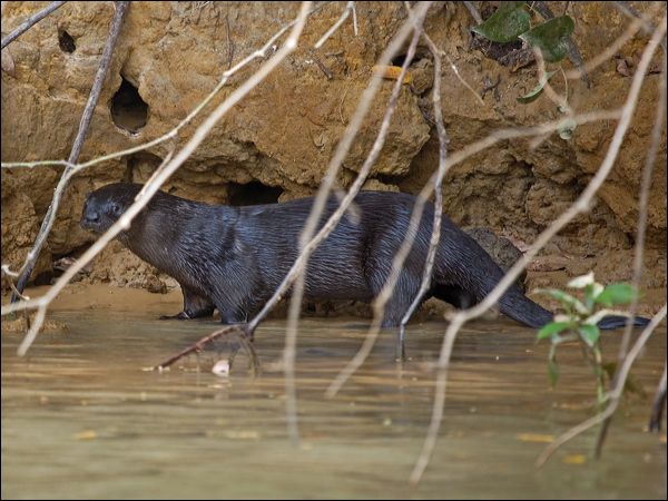 Neotropical Otter neotropical_otter_205452.psd