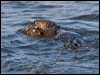 sea_otter_107628
