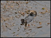 sea_otter_69726