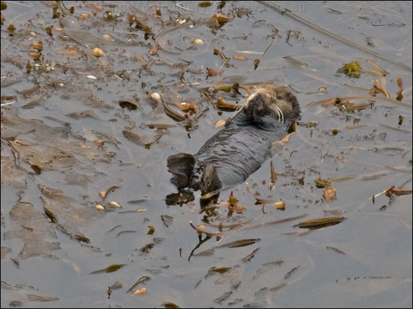 Sea Otter sea_otter_69726.psd