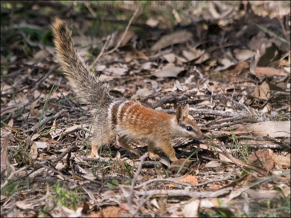 Numbat numbat_215589.psd