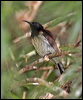 blackthroatedsunbird_56169