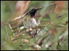 blackthroatedsunbird_56172
