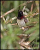 blackthroatedsunbird_56176
