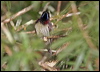 blackthroatedsunbird_56177