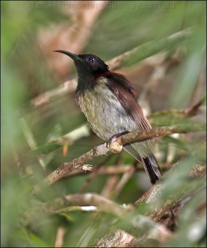 Black-throated Sunbird blackthroatedsunbird_56169.psd