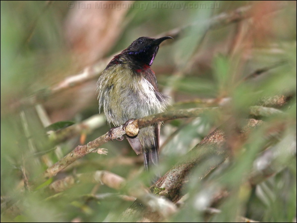 Black-throated Sunbird blackthroatedsunbird_56172.psd