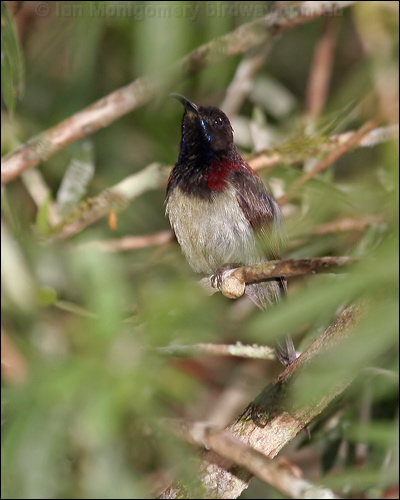 Black-throated Sunbird blackthroatedsunbird_56176.psd