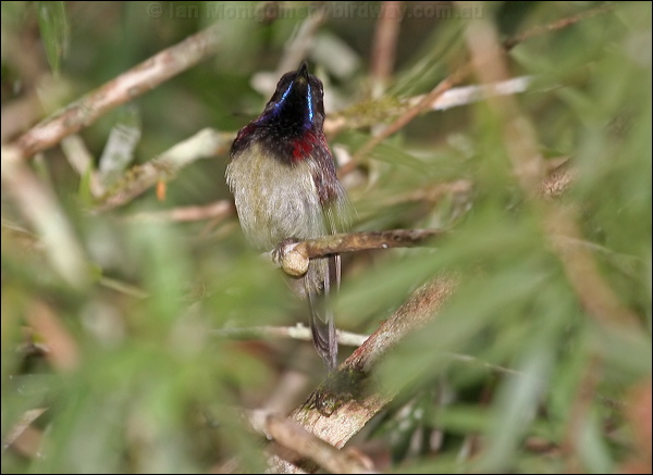 Black-throated Sunbird blackthroatedsunbird_56177.psd