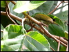 bornean_spiderhunter_50584