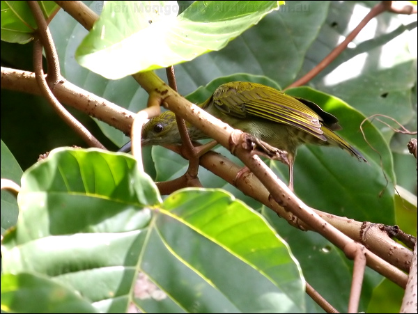 Bornean Spiderhunter bornean_spiderhunter_50584.psd