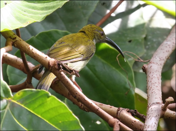 Bornean Spiderhunter bornean_spiderhunter_50587.psd