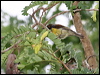 plainthroatedsunbird_56705