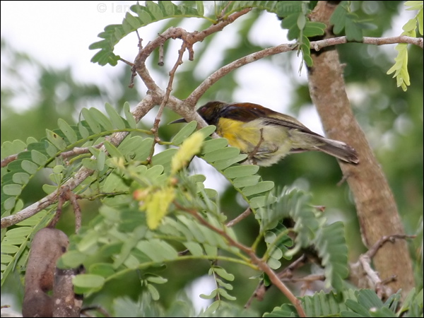 Brown-throated Sunbird plainthroatedsunbird_56705.psd