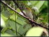 grey_br_spiderhunter56970
