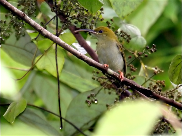 Grey-breasted Spiderhunter grey_br_spiderhunter56970.psd