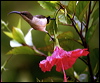 long_billed_sunbird_08