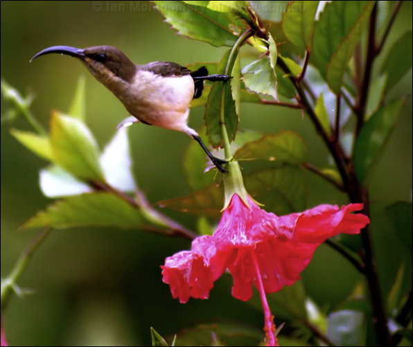 Loten's Sunbird long_billed_sunbird_08.psd