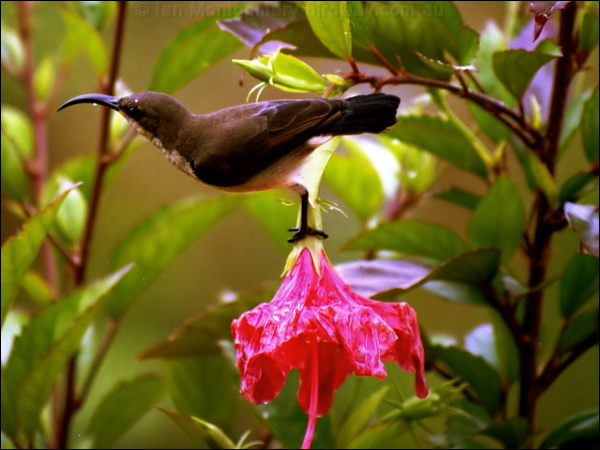 Loten's Sunbird long_billed_sunbird_09.psd