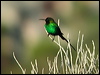 malachite_sunbird_04484