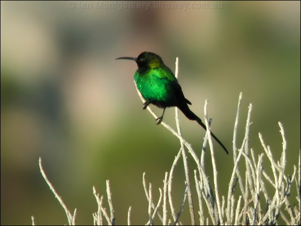 Malachite Sunbird malachite_sunbird_04484.psd