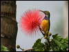 olivebacked_sunbird_01246