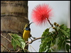 olivebacked_sunbird_01252
