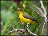 olivebacked_sunbird_02286