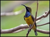 olivebacked_sunbird_03149