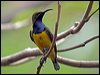 olivebacked_sunbird_03150
