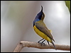 olivebacked_sunbird_03153