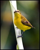 olivebacked_sunbird_105435