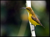 olivebacked_sunbird_105436