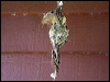 olivebacked_sunbird_133930
